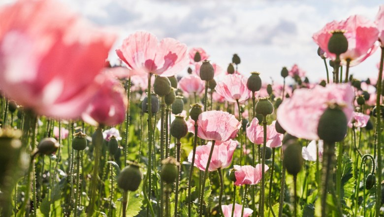 Poppy field, © © Waldviertel Tourismus, Gerhard Wasserbauer A field full of pink poppies under a cloudy sky.