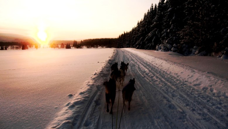 Husky Ausfahrt in der Morgendämmerung, © Huskyhof Waldviertel Huskys ziehen einen Schlitten bei Sonnenaufgang durch eine verschneite Landschaft.