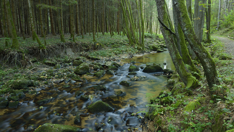 Idyllisches Gabrielental im Waldviertel mit dichtem Wald, klaren Bächen und ruhigen Wanderwegen