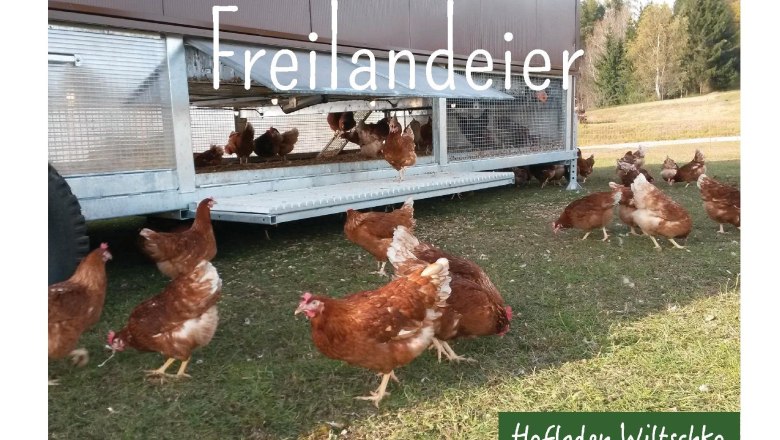 Freilandeier, &copy; Hofladen Wiltschko