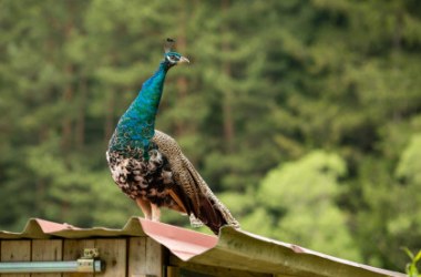 Jaque, Pfau in der Edermühle, © Arvid Uhlig