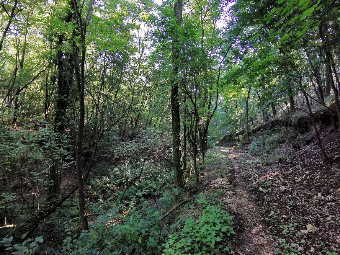 Wenzelsteg