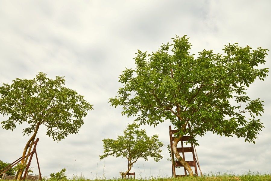 krumme Nussbäume in Krummnussbaum