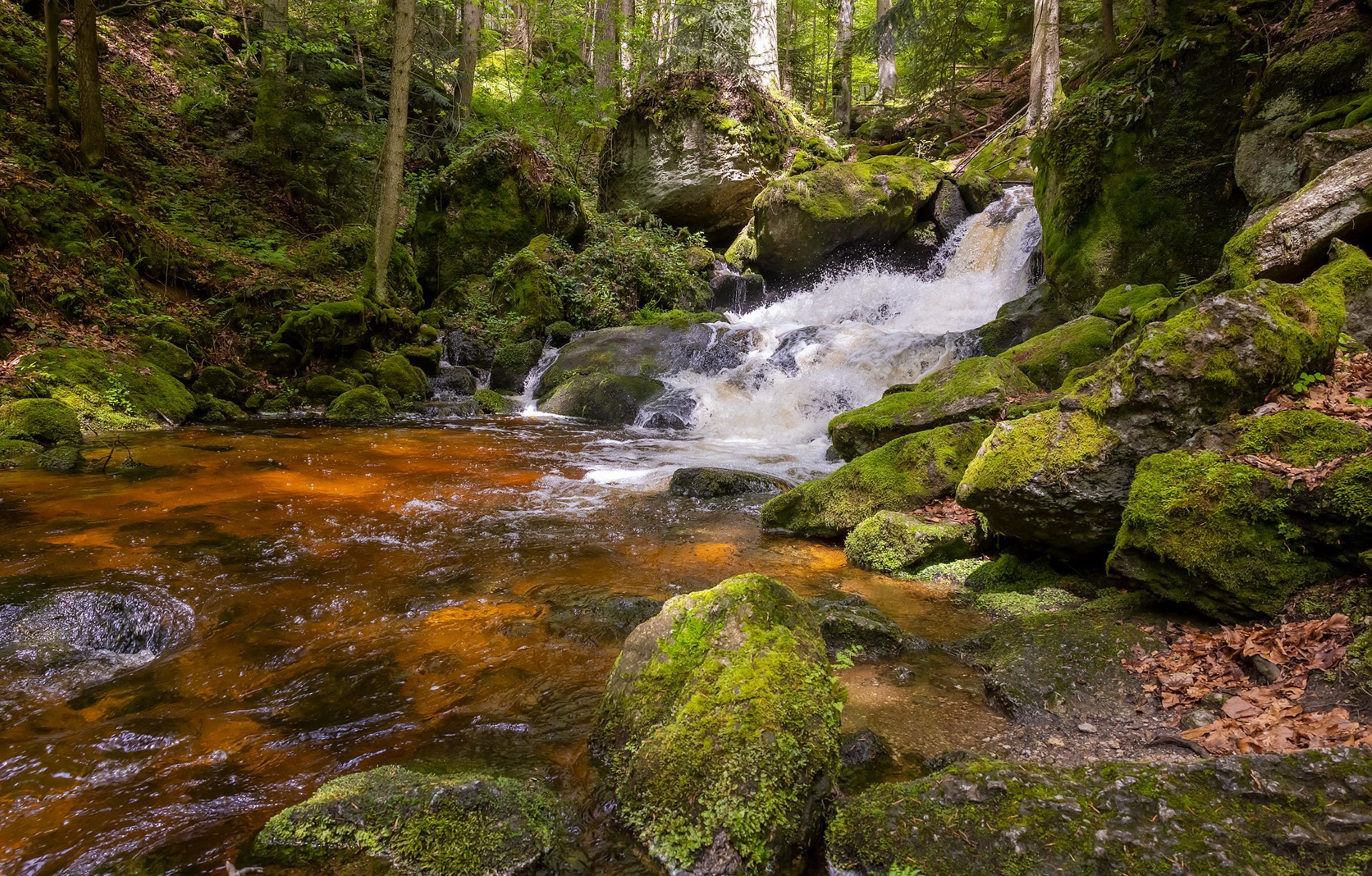 Klares Wasser der Ysper fließt über Steine im schattigen Abschnitt der Ysperklamm
