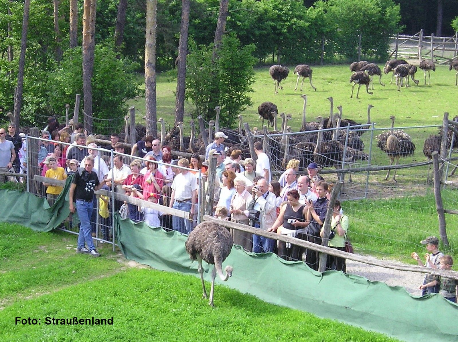 Besucher beobachten Strauße in einem Gehege im Straußenland Gärtner.