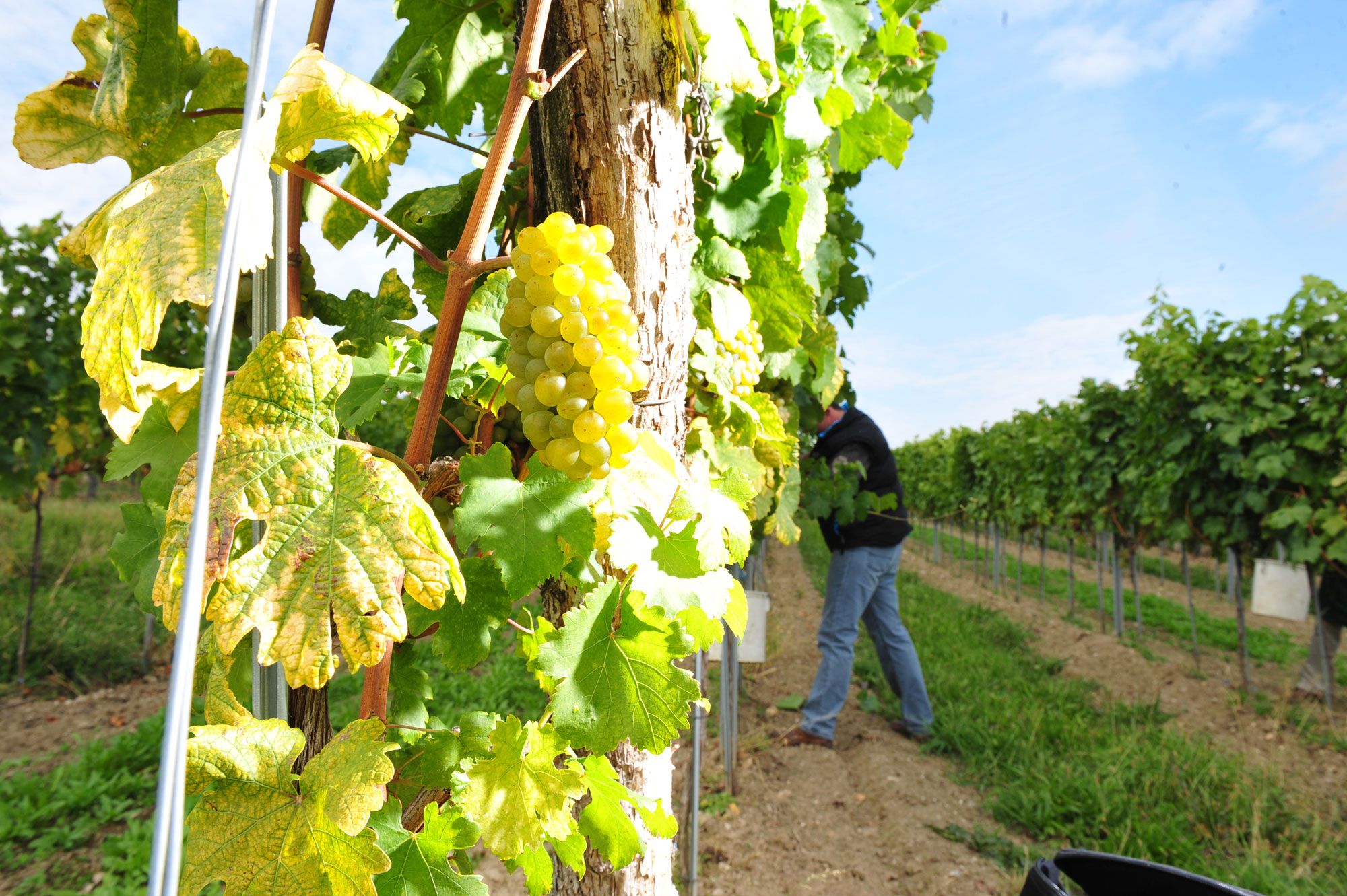 Weingut Thomas Herndler