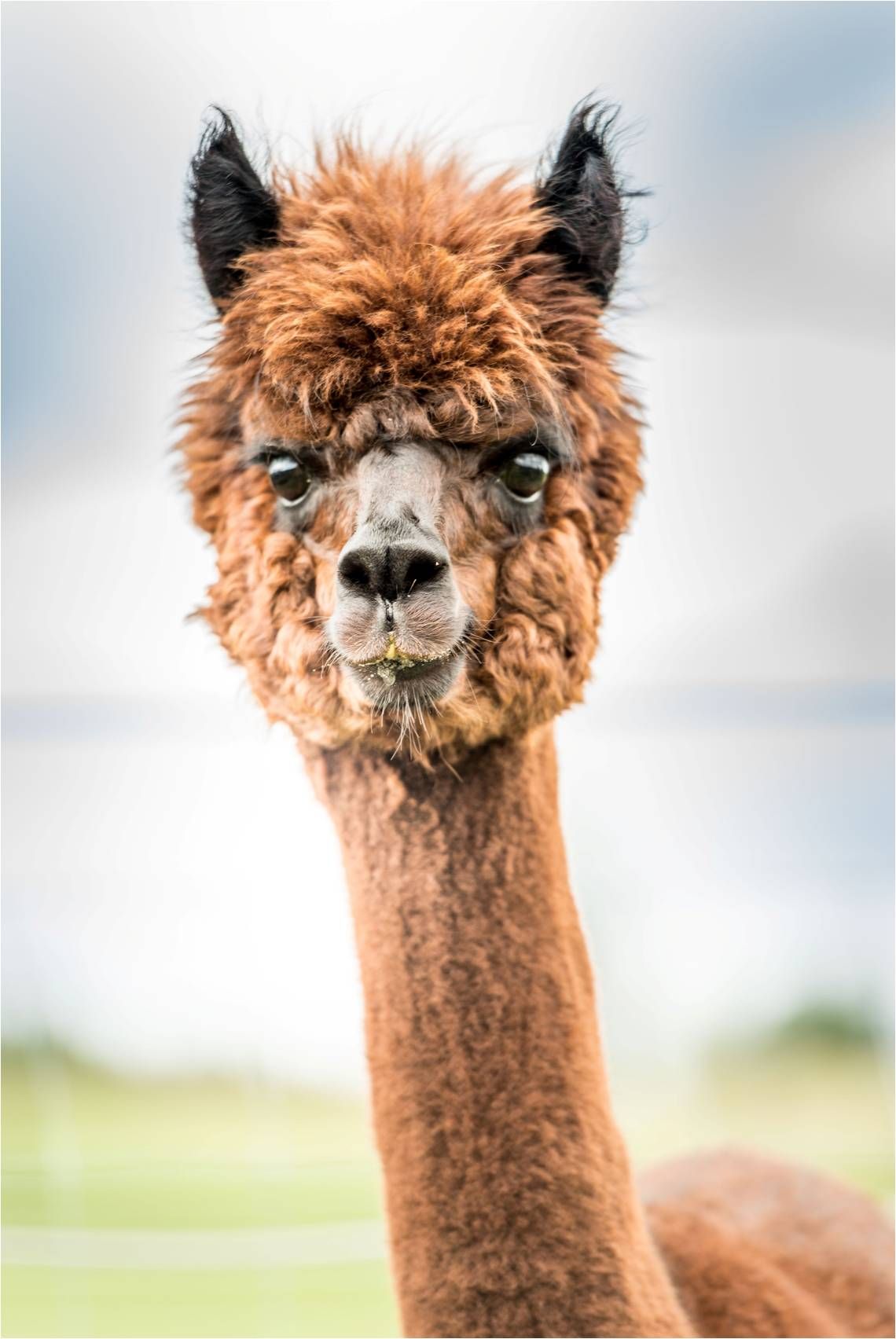 Nahaufnahme eines braunen Alpakas mit lockigem Fell und großen Augen vor unscharfem Hintergrund.