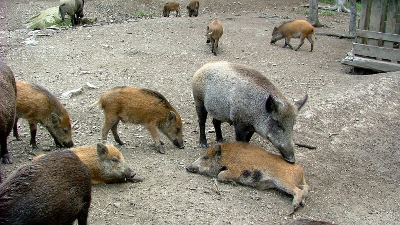 Wildschweine, © Naturpark Dobersberg