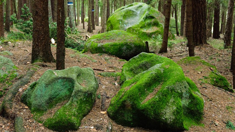 Moss-covered rocks in the forest with trees in the background.