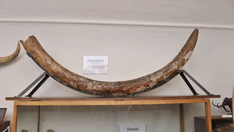 Mammutstoßzahn im Heimatmuseum Langenlois.