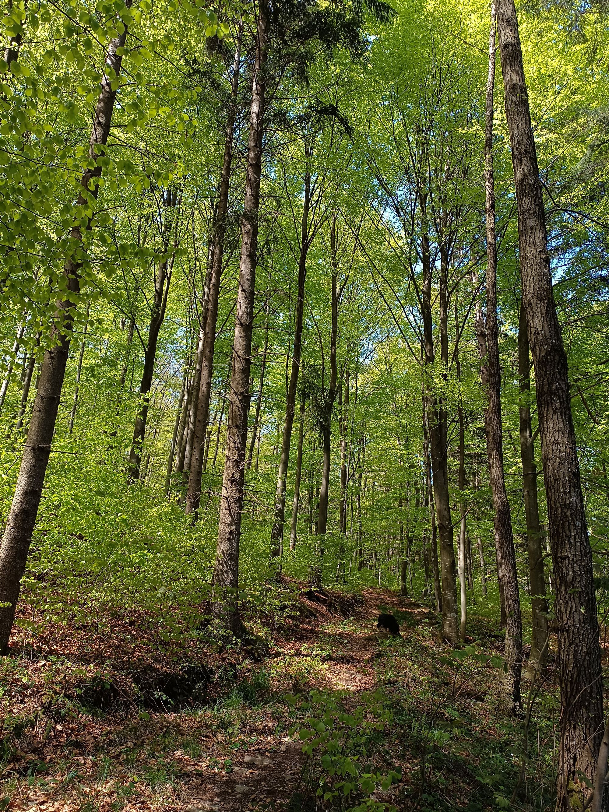 Wanderwege direkt von der Berghütte aus begehbar. 