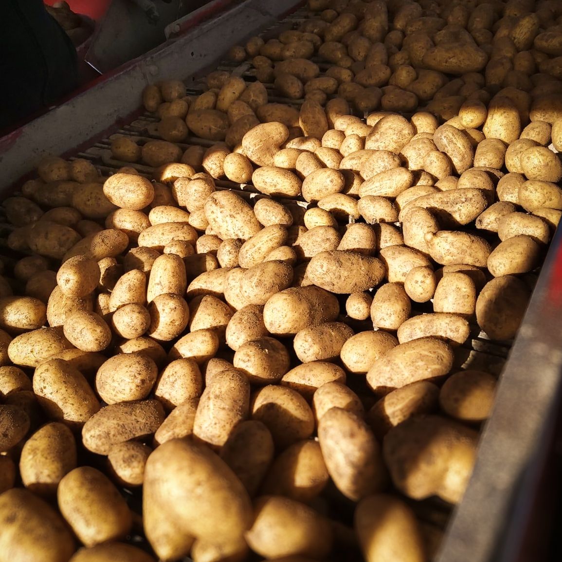 Kartoffeln auf einem Förderband in der Sonne.