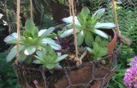 H&auml;ngender Blumentopf mit Sukkulenten in einem Garten.