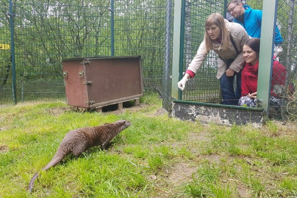 Otter im UnterWasserReich Schrems, © UnterWasserReich Schrems