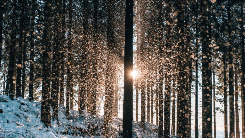 Winterwald mit Sonnenstrahlen und Schneeflocken im Waldviertel.