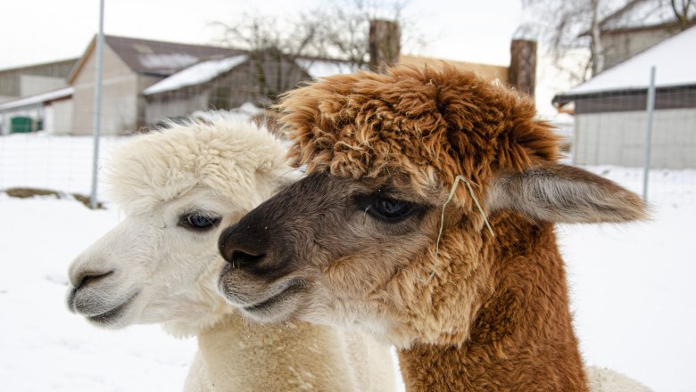 Zwei Alpakas im Schnee vor einem Bauernhof.