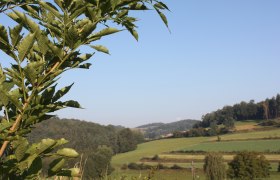 Landschaft bei Gföhl, © Stadtgemeinde Gföhl