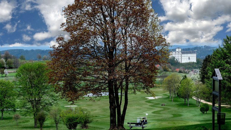 Golfplatz mit Baum in der Mitte und im Hintergrund das Schloss Weitra
