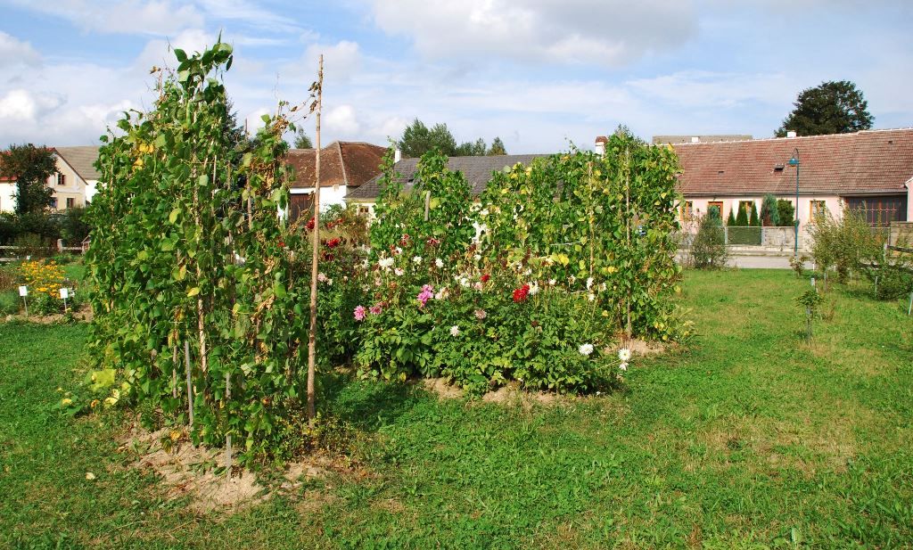 Garten mit Dahlien und Bohnenpflanzen, im Hintergrund Gebäude.