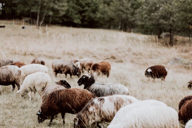 Eine Herde von Schafen grast auf einer Wiese vor einem Wald.