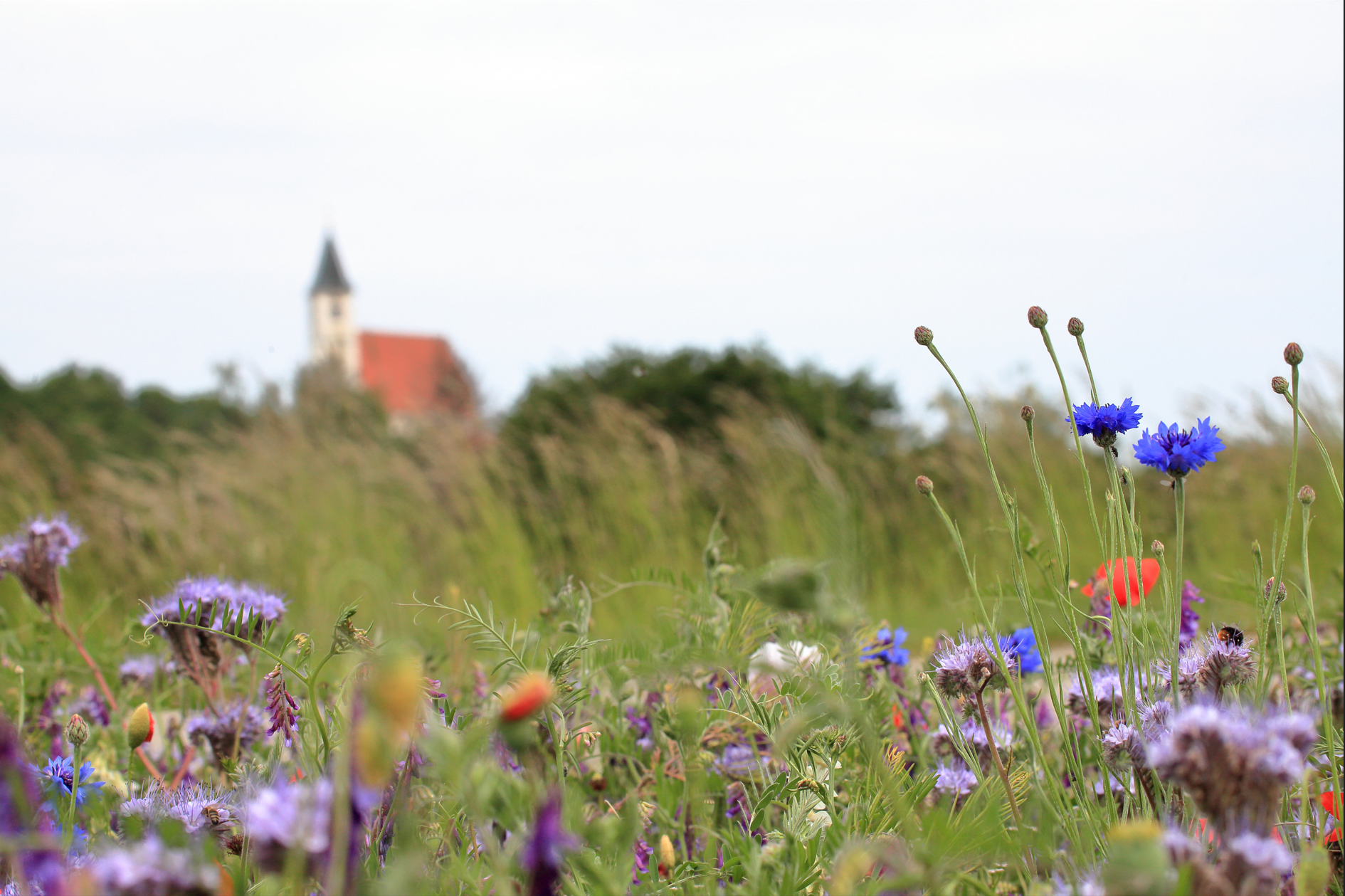 Eine blühende Wiese mit Kornblumen im Vordergrund und einer Kirche im Hintergrund.