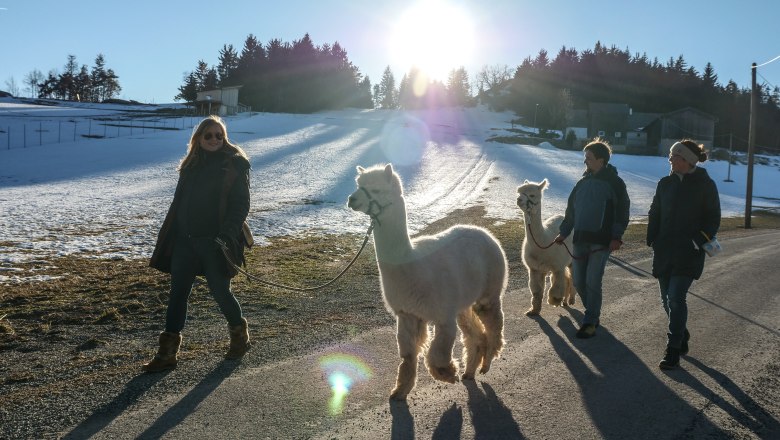 Drei Personen führen zwei Alpakas auf einem sonnigen, verschneiten Weg spazieren.