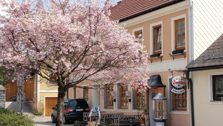 Ein blühender Baum vor einem Gasthof mit Zwettler-Schild.