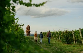 WEINWEG Langenlois, Traube am Käferberg, © Niederösterreich Werbung/Julius Hirtzberger