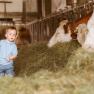 A small child stands in a barn next to cows eating hay.