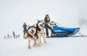 Schlittenhunde-Abenteuer, © Waldviertel Tourismus, Studio Kerschbaum