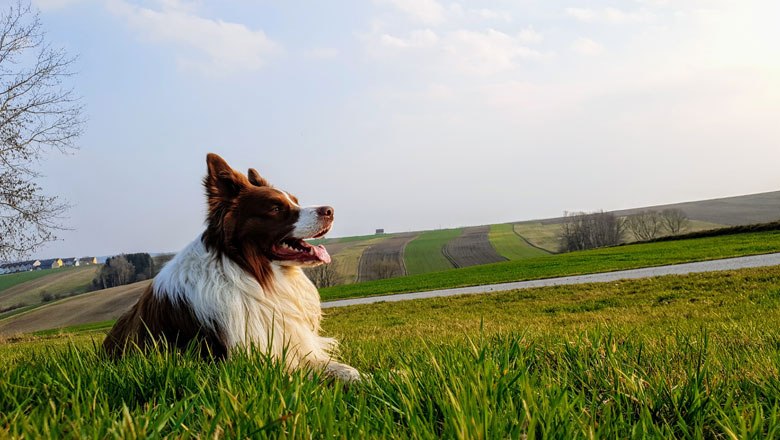 Wandern mit Hund im südlichen Waldviertel, © Waldviertel Tourismus