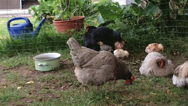 Ferienhaus B&ouml;hm, H&uuml;hner, &copy; Ferienhaus B&ouml;hm