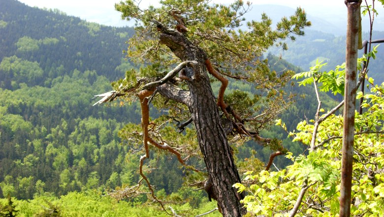 Burgsteinmauer, &copy; Bertl