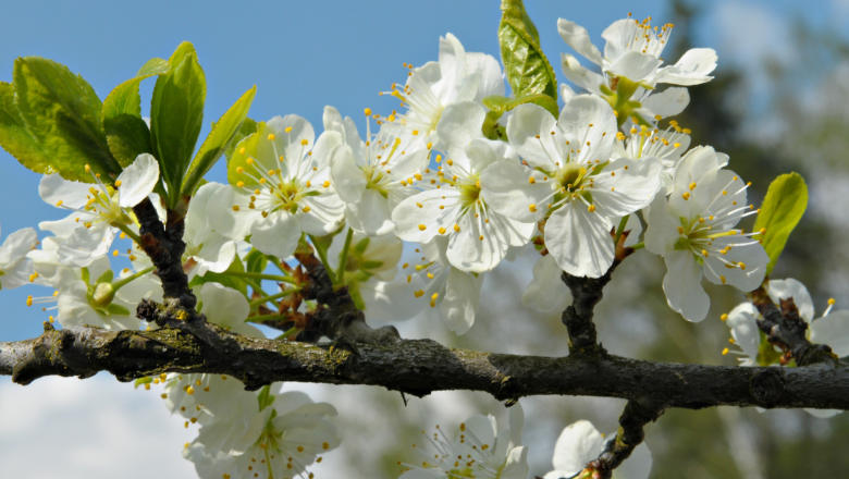 Kriecherlbaumblüte im Waldviertel, © Norbert Danner