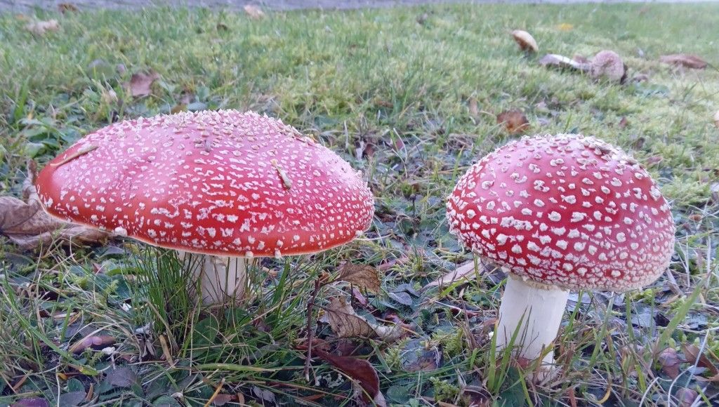 Fliegenpilz Pärchen