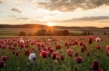 Blühender Mohn im Waldviertel, © Mohndorf Armschlag, ishootpeople.at