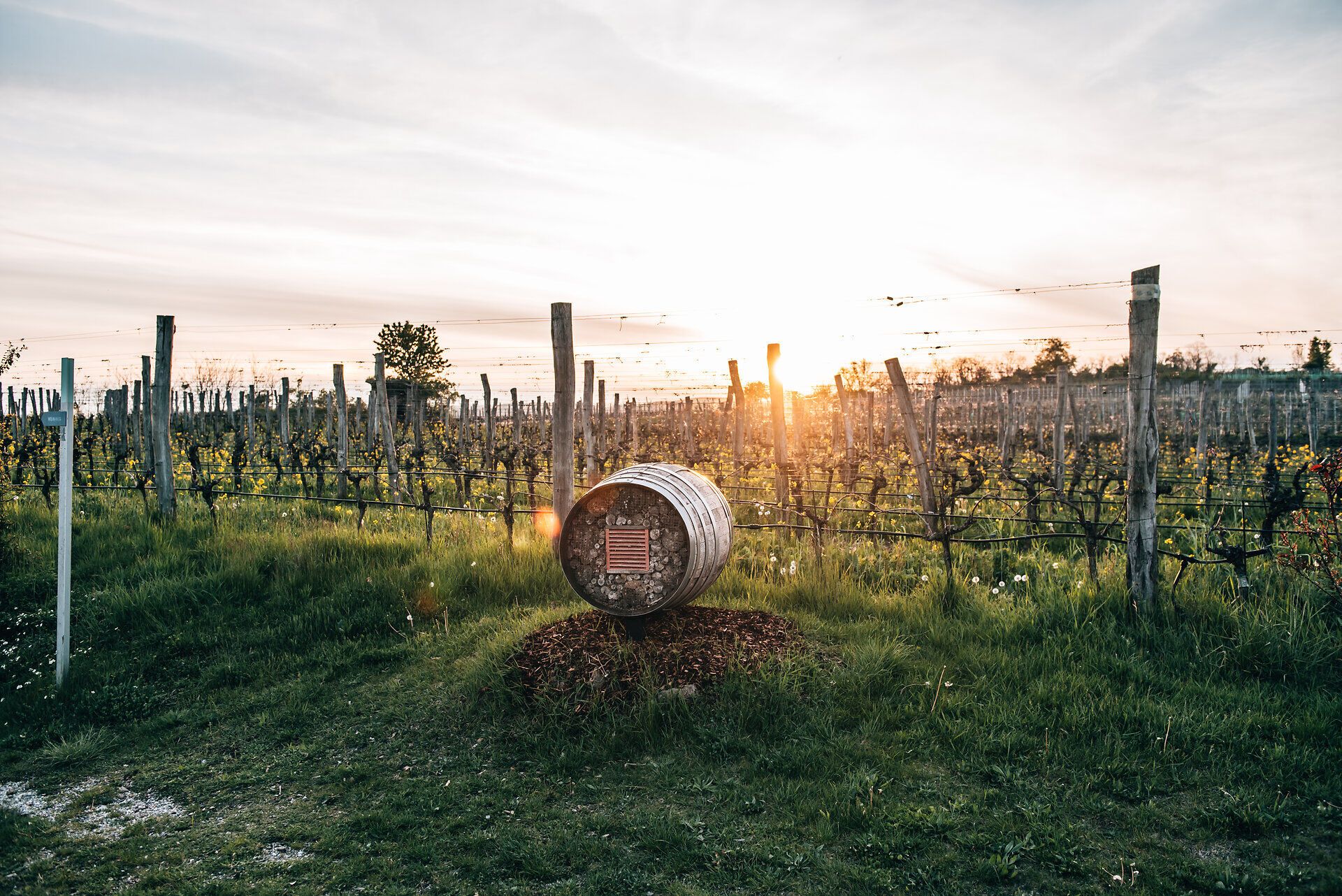 In der sanften Abenddämmerung erstrahlt die Weinlandschaft in warmen Goldtönen. Die Reben reihen sich harmonisch aneinander und laden zu einem entspannenden Spaziergang ein, während die Skulptur im Vordergrund eine künstlerische Note hinzufügt. Hier wird der Genuss von Wein und Natur zu einem unvergesslichen Erlebnis.