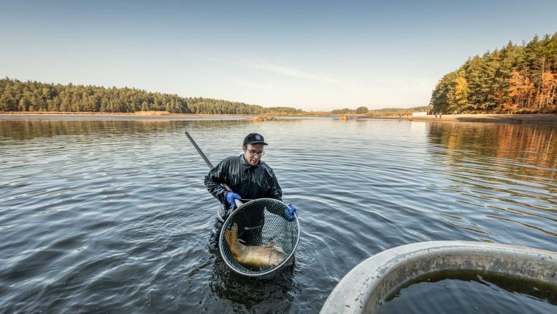 Abfischen im Waldviertel, © Waldviertel Tourismus, Studio Kerschbaum