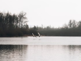 In der stillen Winterlandschaft spiegeln sich die sanften Wellen des Teiches in einem sanften Grau. Zwei majest&auml;tische Schw&auml;ne gleiten elegant &uuml;ber die Wasseroberfl&auml;che und verleihen der Szenerie eine friedliche Anmut. Umgeben von schneebedeckten B&auml;umen l&auml;dt dieser Ort zum Verweilen und Tr&auml;umen ein.