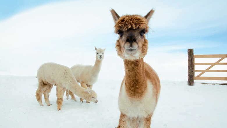 Drei Alpakas im Schnee vor einem Holzzaun.