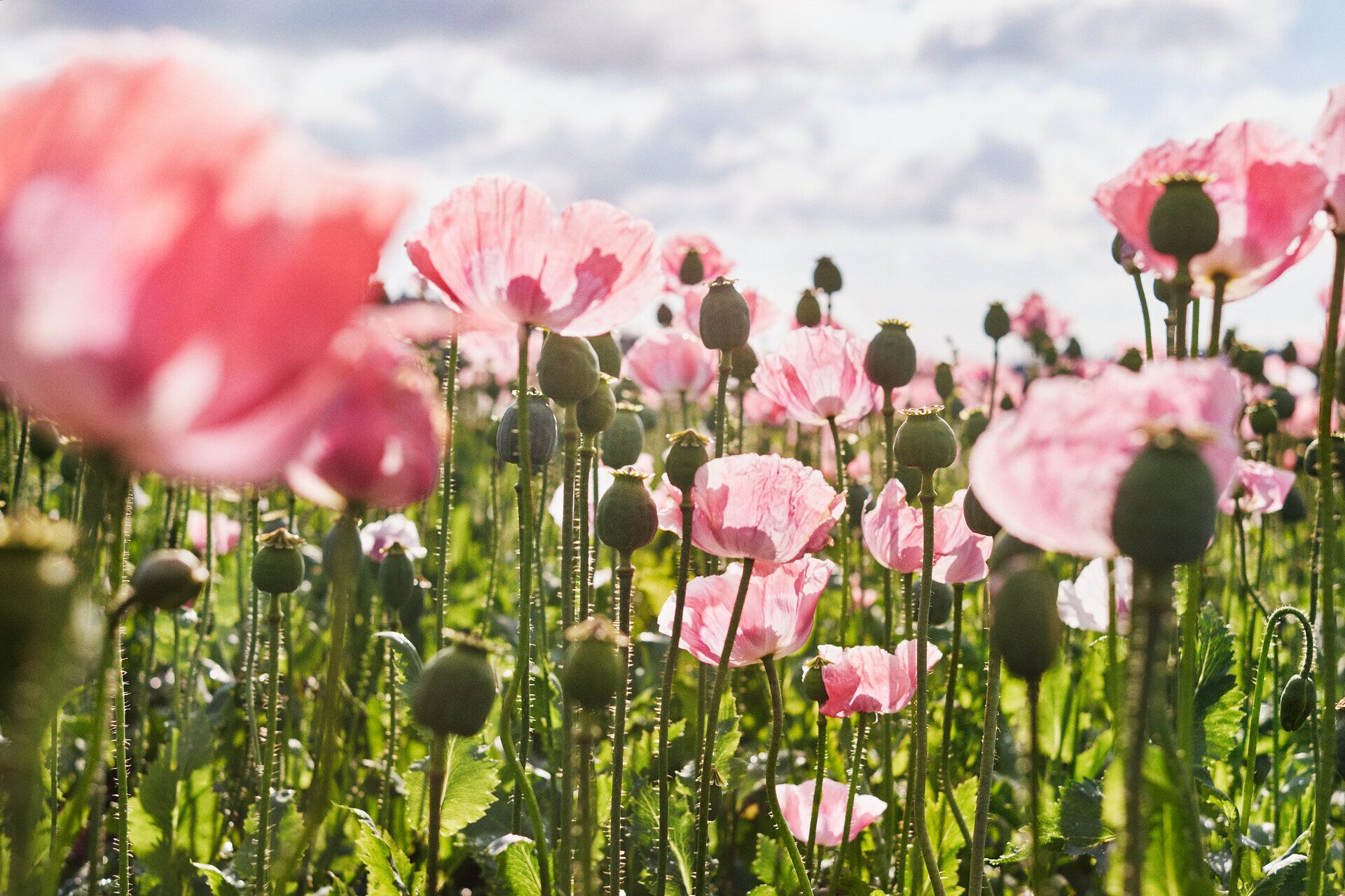 In einem zauberhaften Feld voller blühender Mohnblumen entfaltet sich die Schönheit der Natur. Die zarten, pinken Blüten tanzen sanft im Wind und laden dazu ein, die Ruhe und den Duft des Sommers zu genießen. Ein wahres Paradies für Naturliebhaber und Fotografen.
