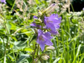 Jauerling-Runde 06: Raxendorf-M&uuml;hldorf, &copy; Wachau Inside