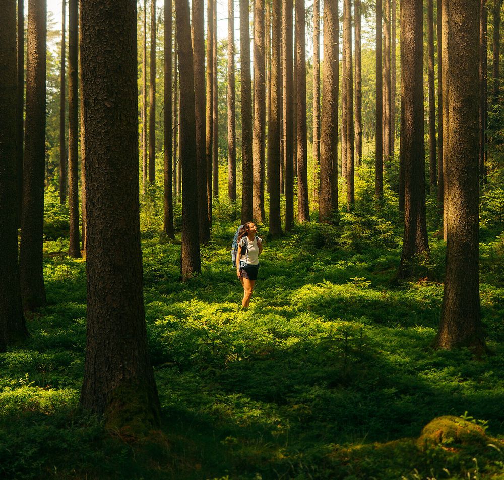 Eine Frau steht inmitten eines Waldes, umgeben von vielen Bäumen und dem schimmernden Sonnenlicht