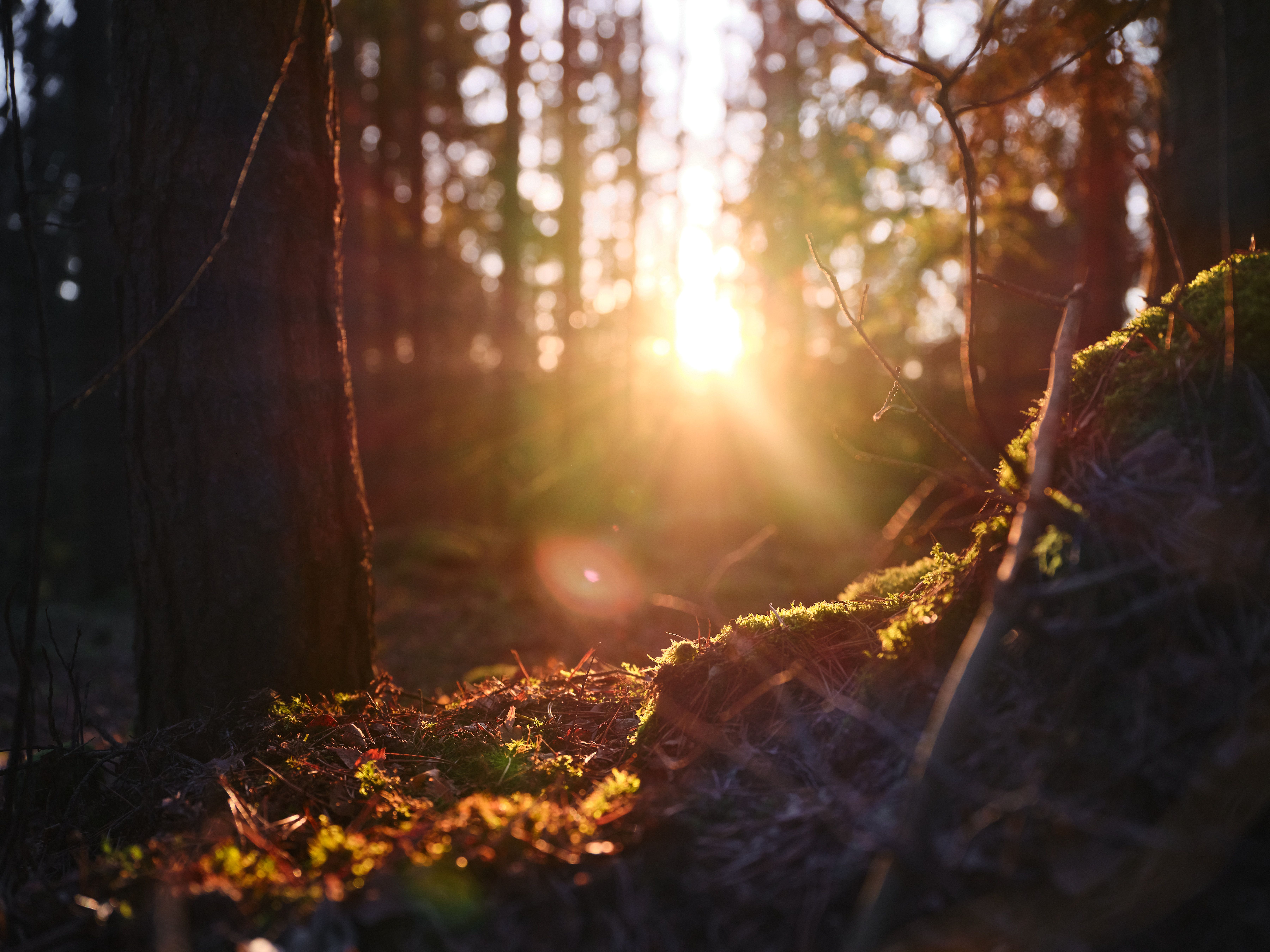 Sonnenstrahlen durchdringen einen Wald, beleuchten den Waldboden mit Moos und Laub.