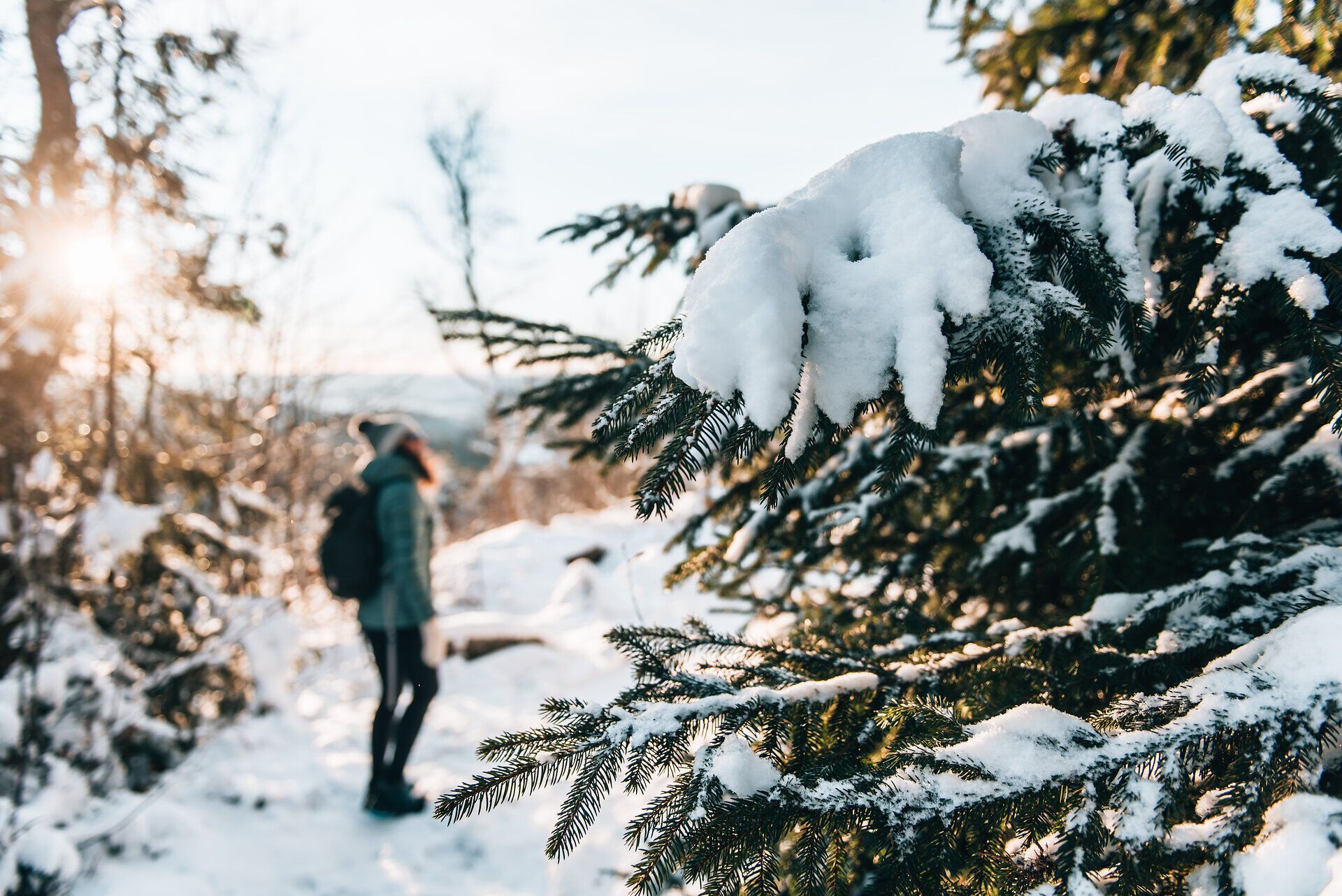 Die winterliche Landschaft verzaubert mit schneebedeckten Tannen und sanften Hügeln, während die Sonne sanft durch die Bäume strahlt. Ein Wanderer genießt die frische, klare Luft und die Ruhe der Natur, die nur durch das Knirschen des Schnees unter den Füßen unterbrochen wird.