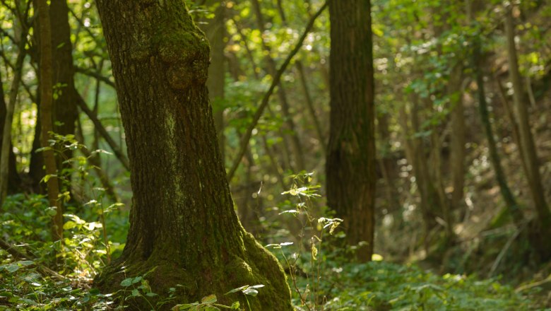 Pulkautal, © Waldviertel Tourismus, Matthias Schickhofer