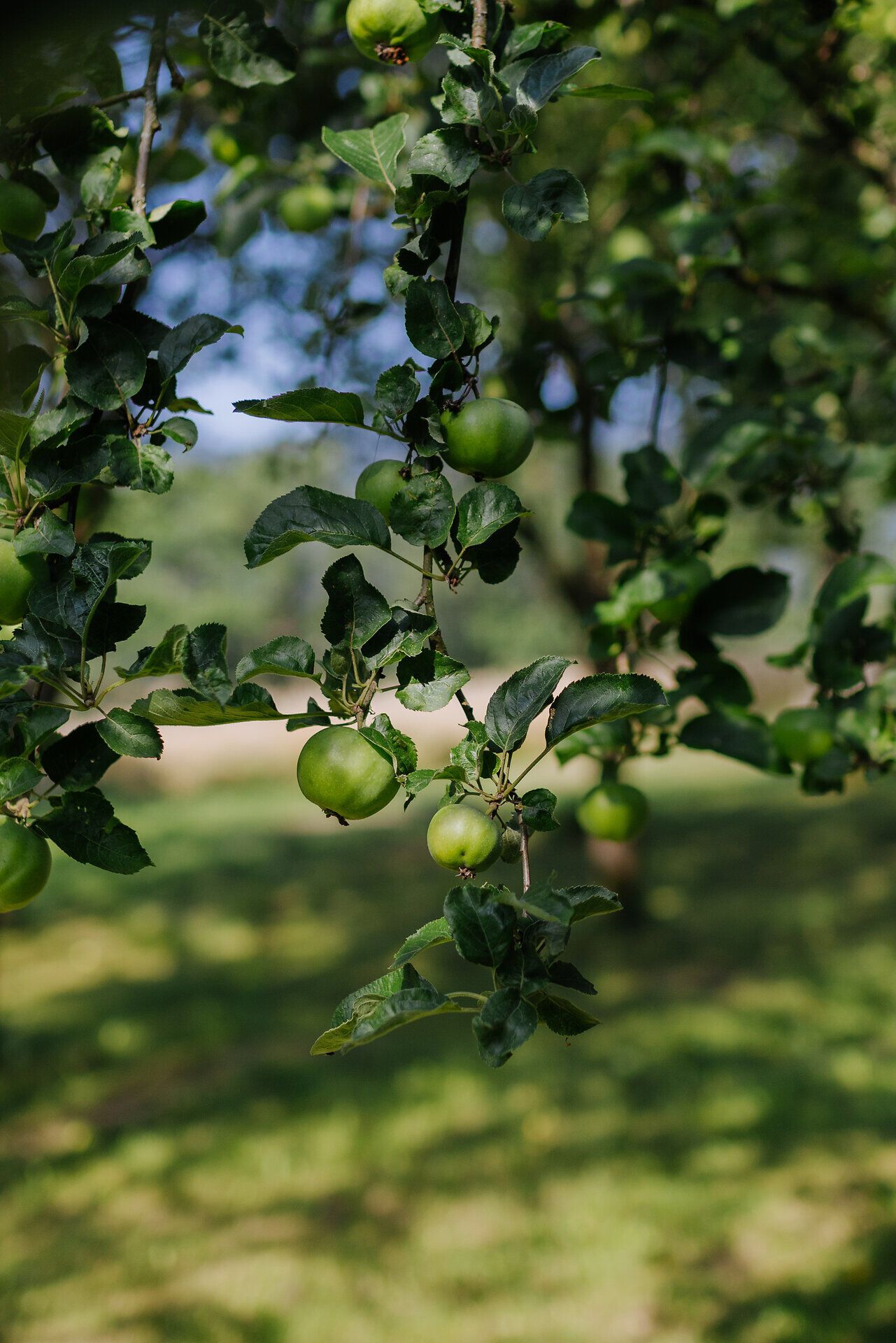Saftige Äpfel hängen an den Zweigen und versprechen eine reiche Ernte. Die sanfte Brise und das Spiel von Licht und Schatten schaffen eine einladende Atmosphäre, die zum Verweilen einlädt.