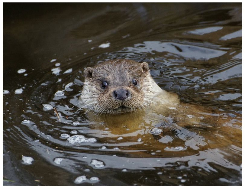 Otter