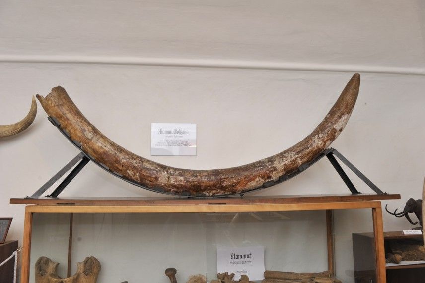Mammutstoßzahn im Heimatmuseum Langenlois.