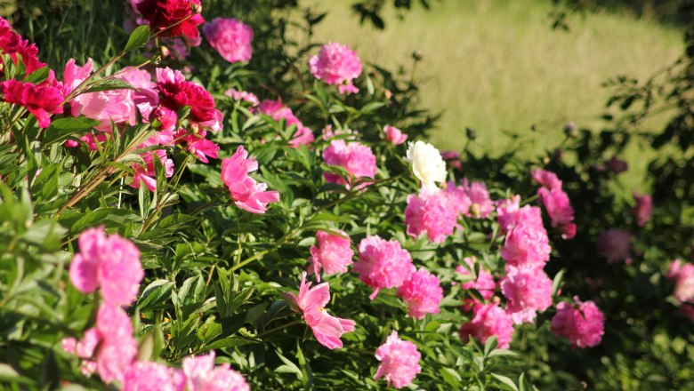 Blühende Pfingstrosen im Garten